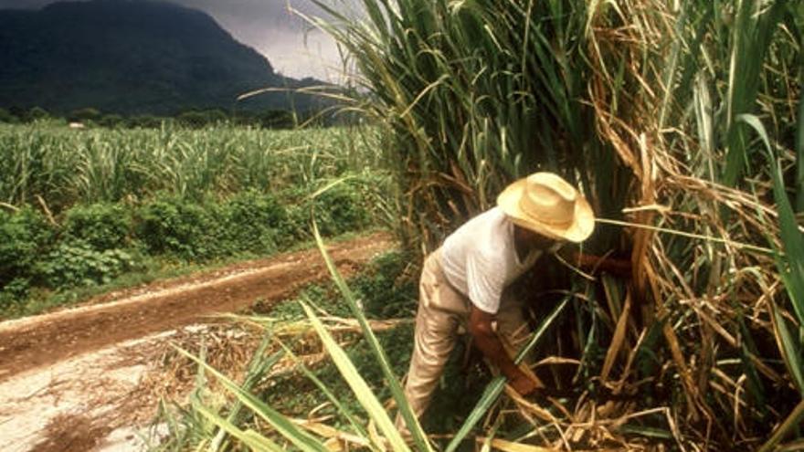 Hard Times For Cuban Sugar Cane Harvest