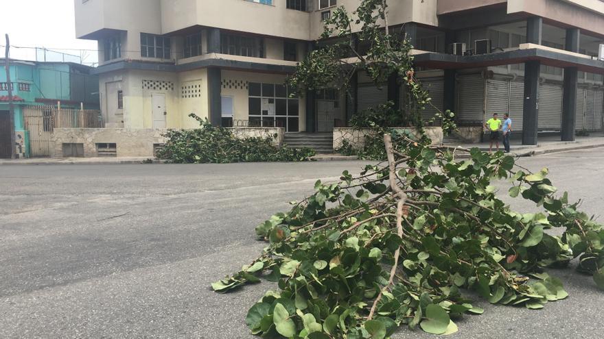 Las primeras ramas de árboles que caen en la capital cubana bajo los vientos del huracán Irma. (14ymedio)