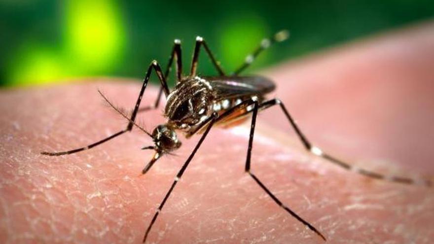 El mosquito 'Aedes aegypti', responsable de la transmisión del virus del dengue y del zika. (James Gathany)