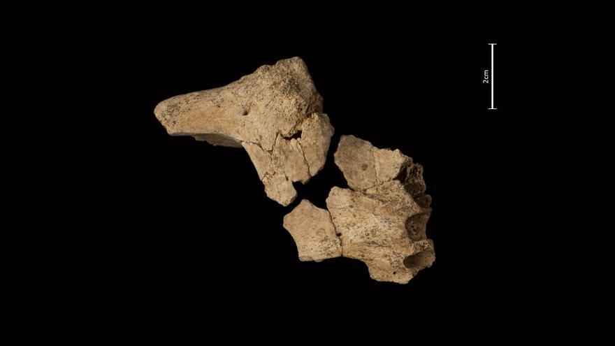 Fósil de la cara del homínido hallado en la sierra de Atapuerca, España. (María Dolors Guillén/Equipo de investigación de Atapuerca)