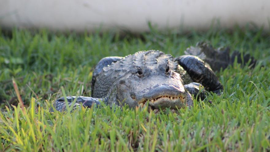 Los Everglades son el único lugar del mundo en que conviven juntos los cocodrilos americanos, que pueden llegar a medir unos cinco metros y pesar 500 kilos, con el aligátor americano, emparentado con los caimanes. 