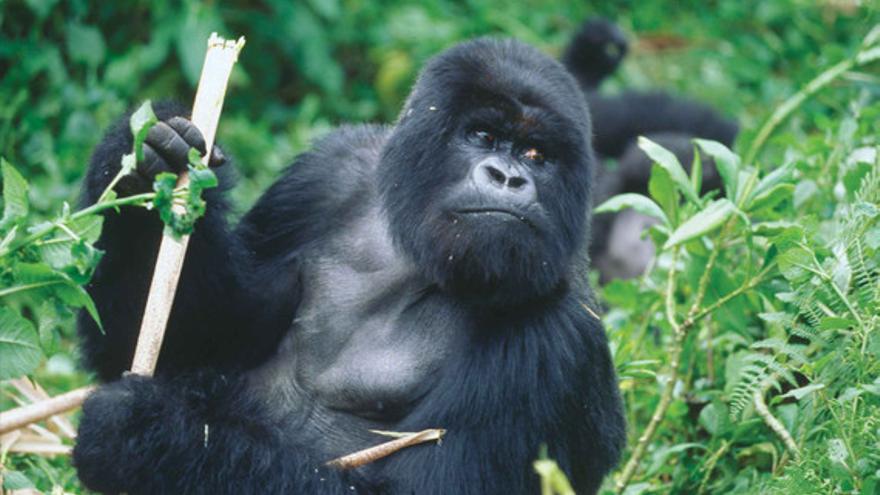 Gorila. (Wikipedia)