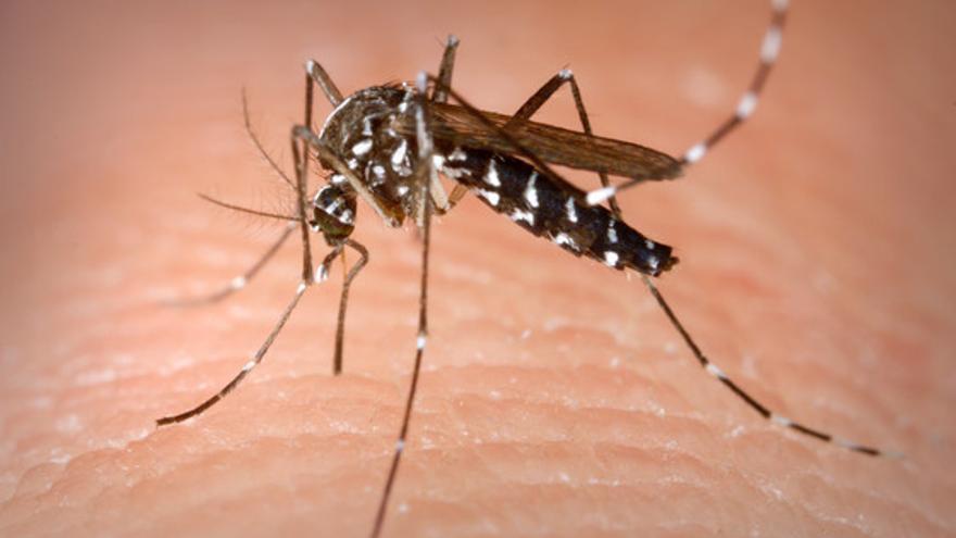 Hembra de mosquito tigre ‘Aedes albopictus’ picando a un humano. (Wikipedia)
