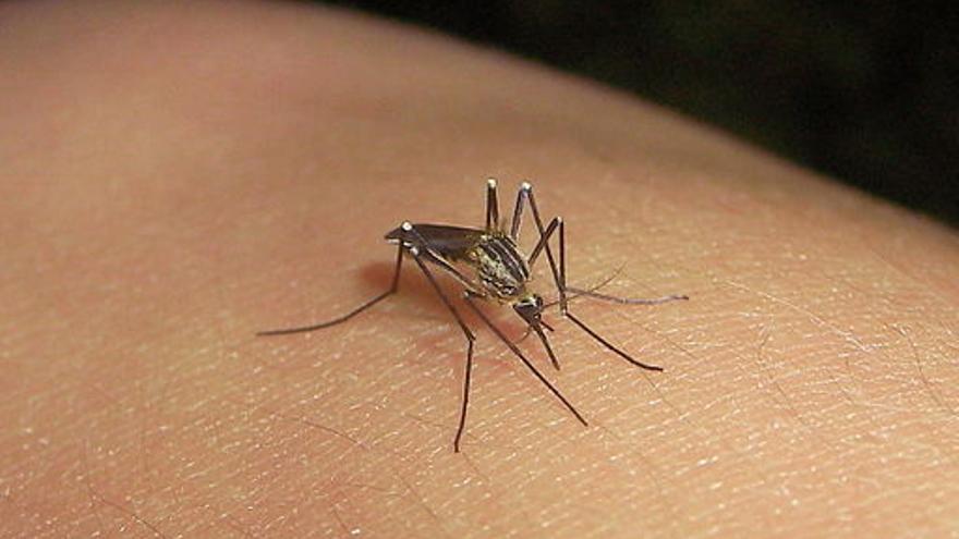 Mosquito 'Aedes aegypti', transmisor de enfermedades como el dengue y la fiebre amarilla. (Wikimedia Commons/ Danny Steaven)