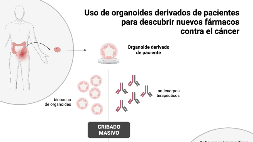 Organoides derivados de pacientes para encontrar nuevos fármacos contra el cáncer. (Muriel Arimon/ IRB Barcelona)