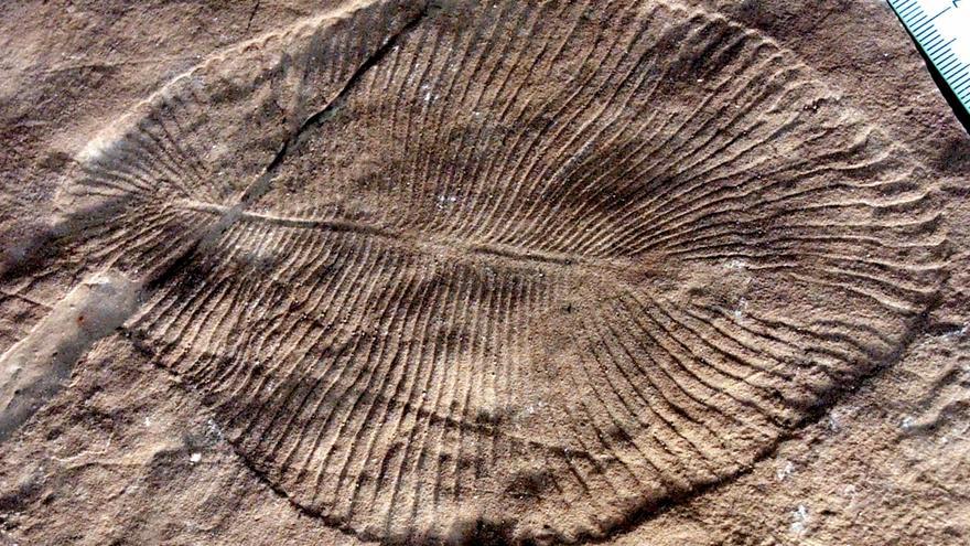 Fue descubierto un fósil de un enigmático organismo llamado Dickinsonia muy bien conservado en un área remota cerca del Mar Blanco. (Wikipedia)