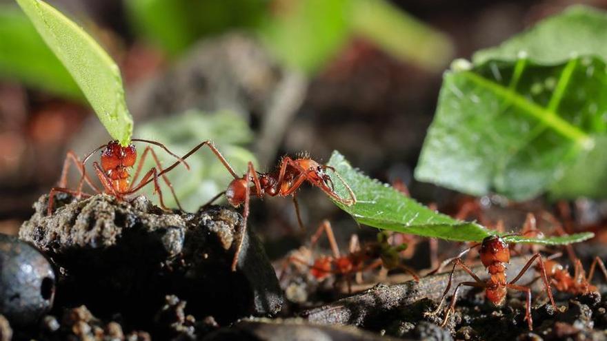 Las hormigas tienen un olfato "muy fino" y pueden entrenarse fácil y rápidamente, aseguran. (EFE/Jeffrey Arguedas)