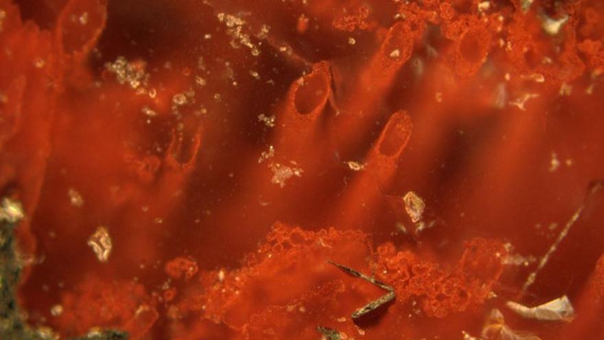 Tubos de hematites hallados en los depósitos de las fuentes hidrotermales que representan los microfósiles más antiguos de la Tierra. / Matthew Dodd