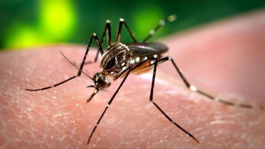 El mosquito 'Aedes aegypti', responsable de la transmisión del virus del dengue y del zika. (James Gathany)