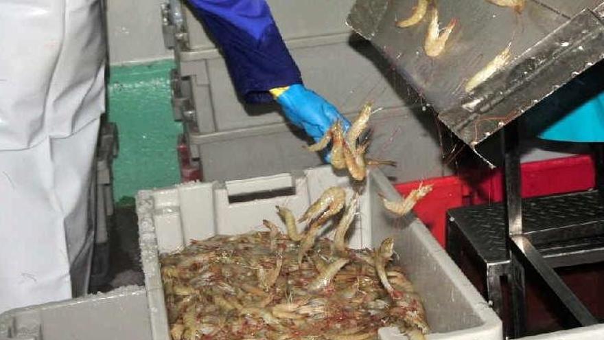 “Alrededor de una tonelada y media del crustáceo pudo recuperarse", asegura la prensa oficial. (Escambray)