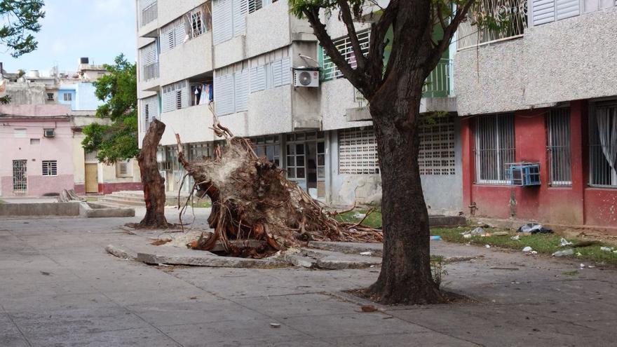 Árbol desgajado en Zanja y Hospital, Centro Habana. (14ymedio)