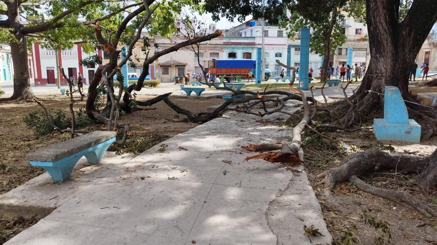 Árboles destruidos en el parque Trillo de La Habana, este jueves, siete semanas después del paso del huracán Ian. (14ymedio)