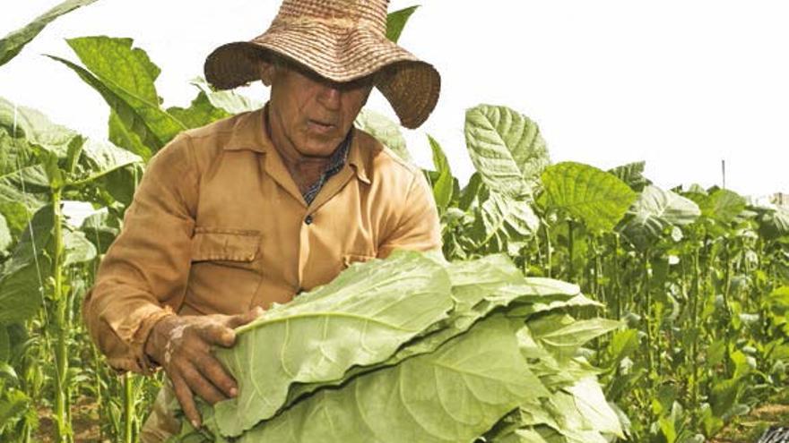 Campesino con hojas de tabaco. (14ymedio)