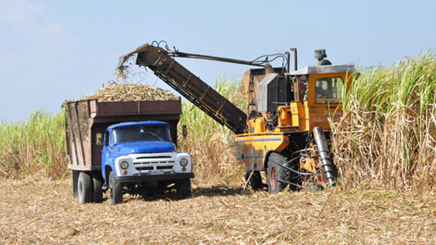 Cuba no podrá cumplir con sus obligaciones de caña de azúcar este año. (La Demajagua)