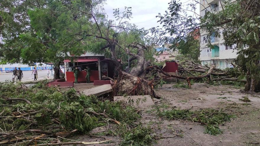 Decenas de árboles de gran tamaño, arrancados de raíz por la fuerza del huracán Ian, quedaron sobre las calles de La Habana este miércoles. (14ymedio)