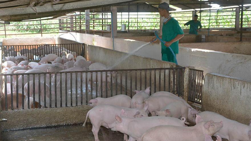 La Empresa Porcina reportó pérdidas por  74.000.000 de pesos. (Invasor)