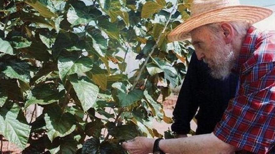 Fidel Castro examinando una planta de moringa, cuyo cultivo en la Isla fue una de sus últimas obsesiones. (Cubadebate)