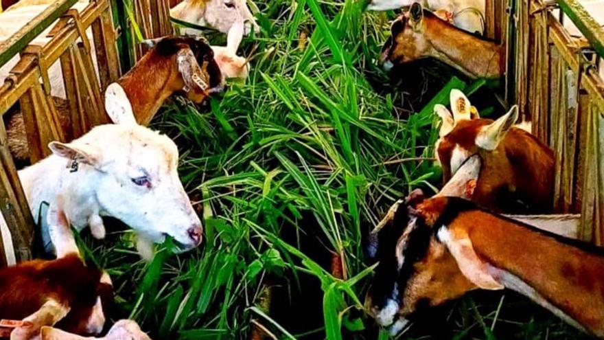 El Gobierno no presta tanta atención al ganado ovino y suaviza los controles, lo que ha llevado a Javier a sustituir sus vacas por cabras. (Instagram criador de cabras)