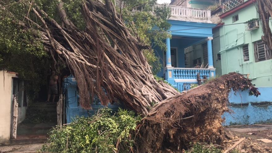 En La Habana han caído numerosos árboles debido a los fuertes vientos del huracán Irma. (14ymedio)