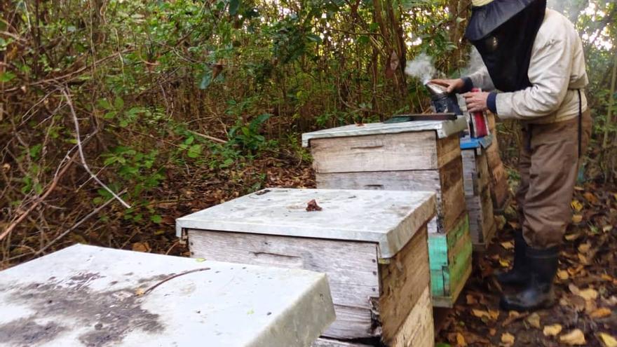 Lele comenzó en el oficio de apicultor para colaborar con un amigo suyo. Con el tiempo, ha llegado a poseer nueve colmenas y una producción anual estimada de seis a siete toneladas de miel. (14ymedio)