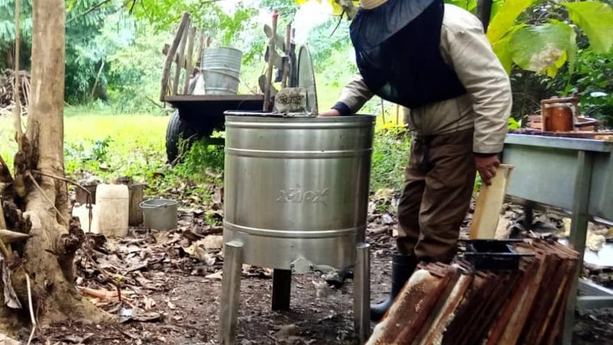El campesino se traslada hasta su lugar de trabajo en un carretón remolcado por bueyes. Lleva sus instrumentos: una centrífuga, un fuelle, un desollador y el tanque para transportar la miel.  (14ymedio)
