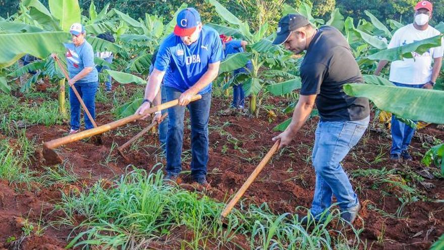 Miguel Díaz-Canel realizando "trabajo voluntario" este domingo con los jóvenes en una granja agropecuaria. (@PresidenciaCuba)