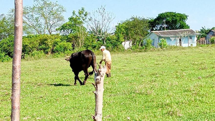 Quienes deciden quedarse en Rosalía, siguen cultivando y mantienen su ganado. (Yankiel Gutiérrez Faife)