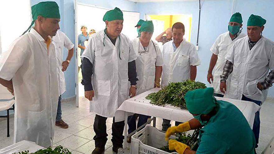 Las autoridades de Sancti Spíritus inauguraron la primera planta procesadora de polvo de moringa. (Prensa Latina)