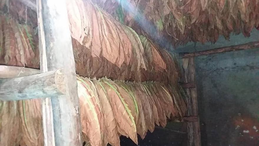 Tabaco acopiado en San Juan y Martínez este 2021, cuando aún no se sabe a qué precio lo va a pagar el Estado. (Facebook)