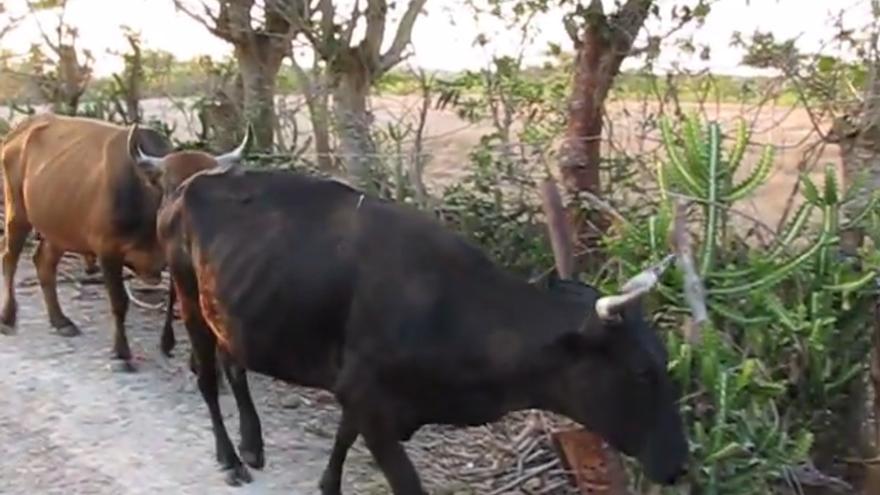 Vacas en Cuba (CC)