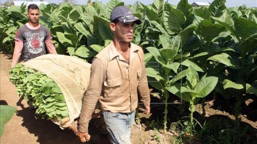 Las principales zonas de cultivo de tabaco se ubican en Vueltabajo, en la occidental provincia de Pinar del Río (Foto EFE)