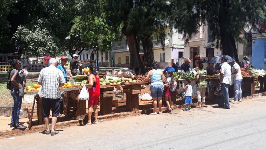 El documento indica que "las políticas agropecuarias del gobierno cubano, centralizadas y estatales, impiden a los campesinos privados y cooperativos producir la oferta necesaria para la alimentación del país". (14ymedio)