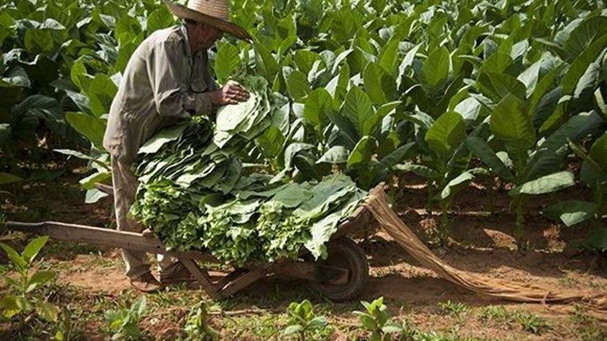 El 96% de aprobación de los votos recayó en la propuesta de "permitir a los campesinos ser verdaderos dueños de la tierra". (Cubadebate)
