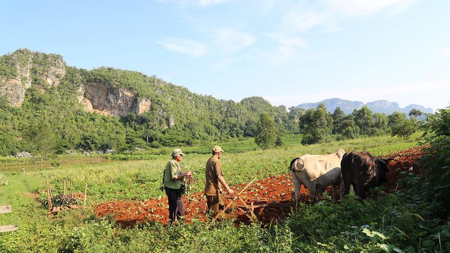 Las autoridades están haciendo un llamado a los campesinos a sembrar cada metro de tierra disponible. (Flickr/tTnman6)
