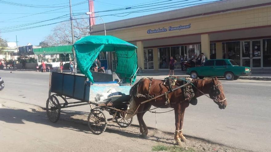 Una carretón tirado por un caballo reparte el pan del racionamiento en Camajuaní. (Librado Linares)