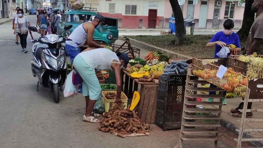 La malanga ya apenas se encuentra en los mercados estatales y los precios son inalcanzables para la mayoría de cubanos. (14ymedio)