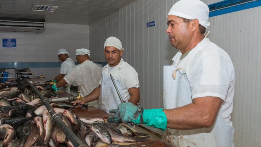 El sector pesquero cubano se enfrenta a una profunda crisis de baja producción, en parte porque no tiene embarcaciones para la pesca en aguas internacionales. (Adelante)