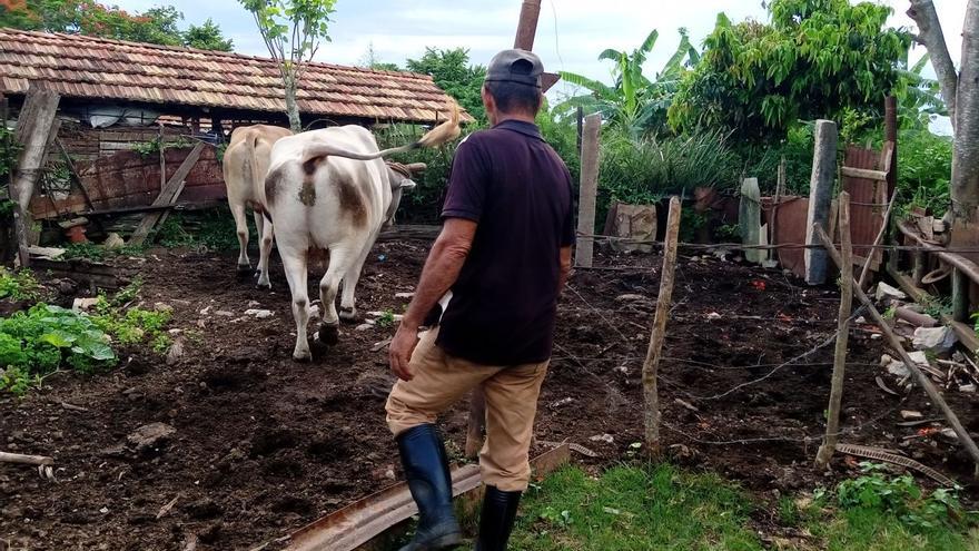 El envejecido campesinado cubano ya no sabe qué hacer frente a los ladrones, que se cobraron en 2022 la ingente cifra de 82.445 vacas y caballos. (14ymedio)