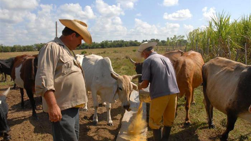 Se estrella la medida estrella del Gobierno cubano para estimular el sacrificio de ganado bovino en Camagüey. (Vicente Brito/Granma)