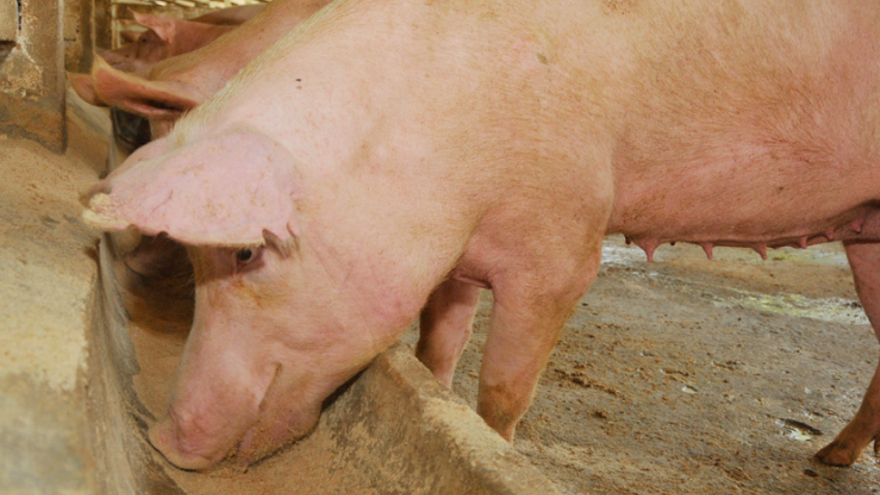 Se prevé incrementar el volumen entre mayo y junio, por lo que no espera una escasez en el alimento del cerdo a corto plazo. (Periódico 26)