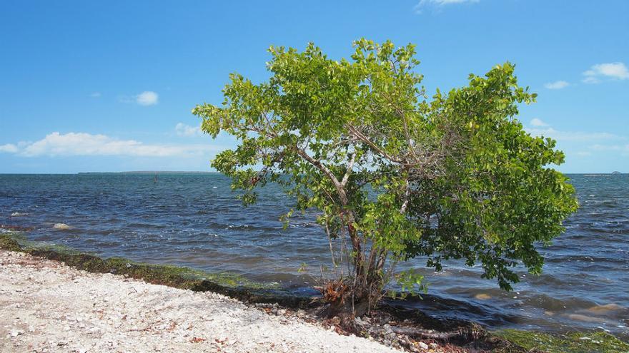 Los manglares figuran entre los elementos más golpeados por Irma en esta zona del país. (visitarcuba.org)