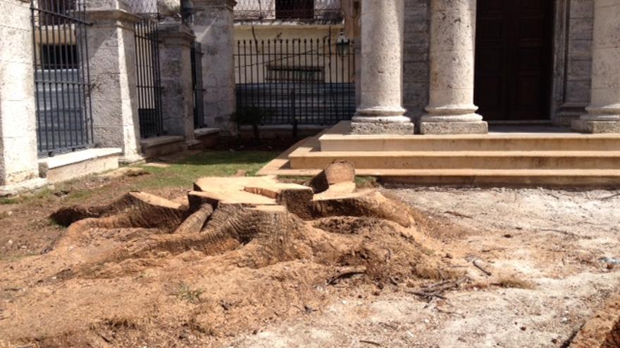 El lugar donde hasta este martes se erigía la mítica ceiba del Templete en La Habana. (14ymedio)