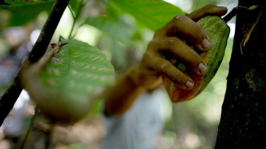 Los productores de Baracoa esperan alcanzar este año las 800 toneladas del fruto. (EFE)