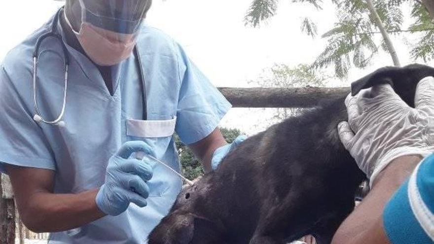 Los grupos de protectores de animales organizan esterilizaciones y curas de forma independiente. (Perritos callejeros en Cuba)