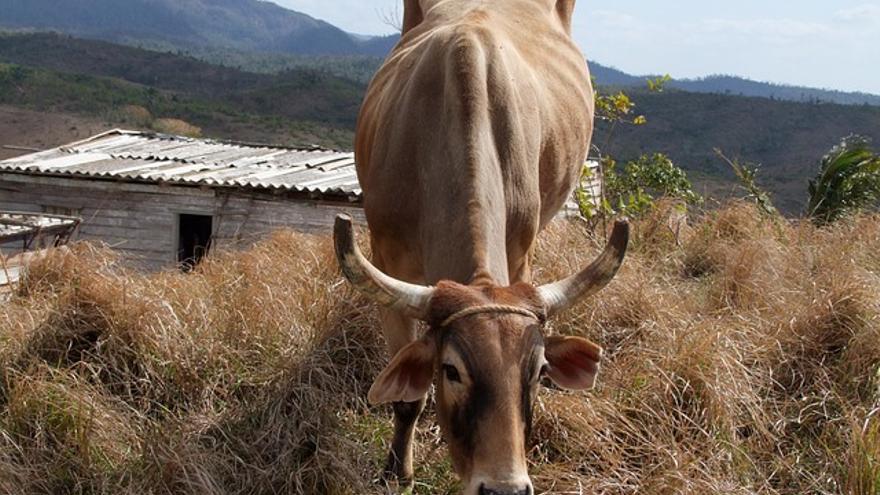 Una vaca en Cuba. (CC)
