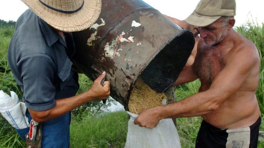 Distrubución de arroz en Cuba. (EFE)