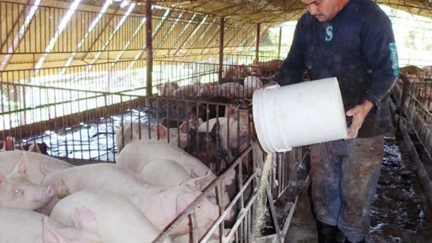 Este año apenas se prevé alcanzar 2.566 toneladas de carne de cerdo, frente a las 8.625 planificadas. (Granma)