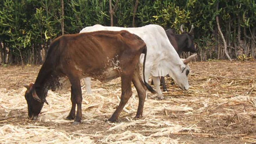 La prensa oficial justifica la disminución de producción nacional de leche y carne por la desnutrición del ganado. (Periódico 26)