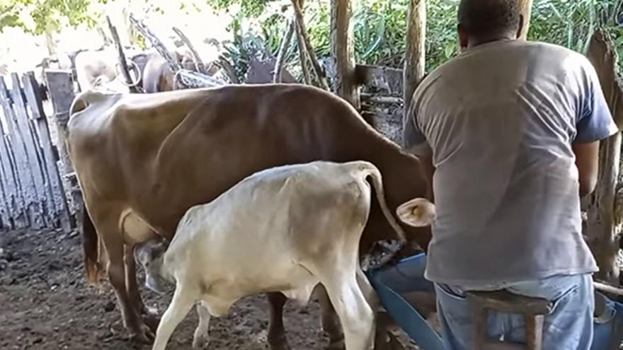 El productor siempre carga consigo una soga, un pequeño banco amarrado a la cadera y un par de cubetas para facilitar el trabajo de ordeñar las vacas. (14ymedio)