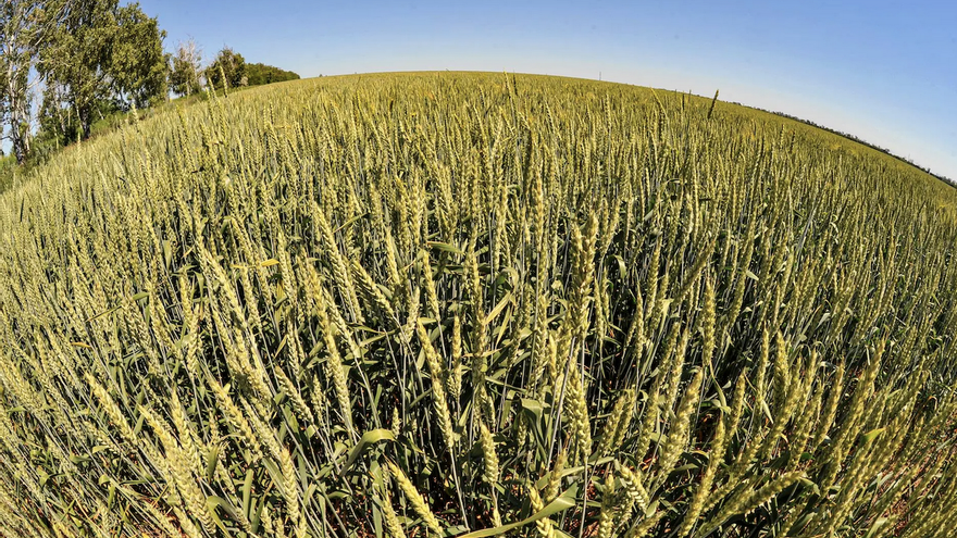Campo de trigo en la región de Rostov, en Rusia, en una foto de archivo. (EFE/EPA/Arkady Budnitsky)